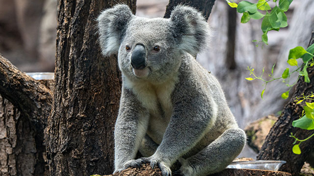 Koala in der Wilhelma