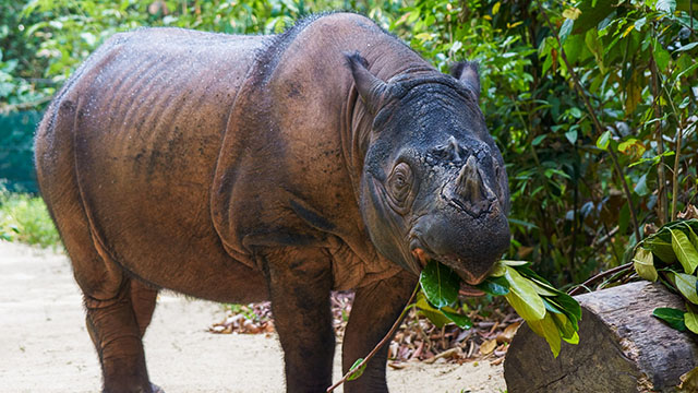 Nashorn in der Wilhelma