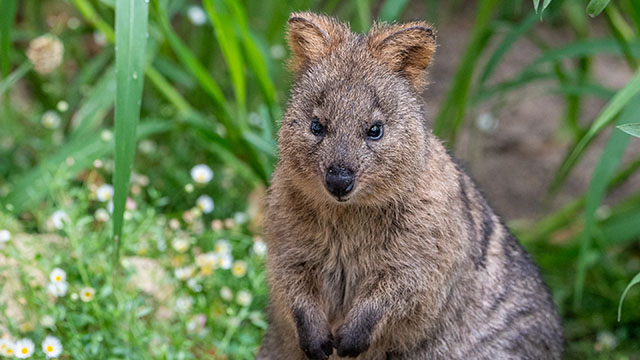 Quokka in der Wilhelma