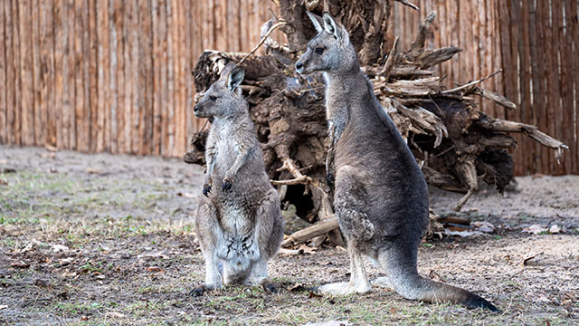 Kängurus in der Wilhelma